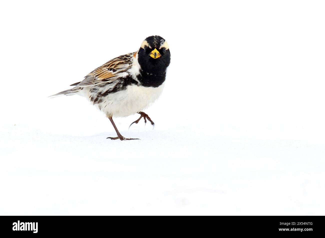 Lappland Bunting, Lappland Longspur (Calcarius lapponicus alascensis, Calcarius alascensis), erwachsener Mann, der auf Schnee läuft, USA, Alaska Stockfoto