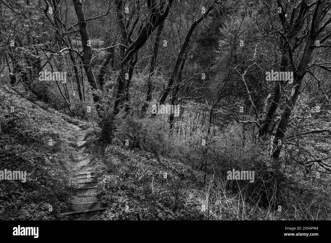 Fußweg zum Bradford Dale, Youlgrave, Peak District National Park, Derbyshire Stockfoto