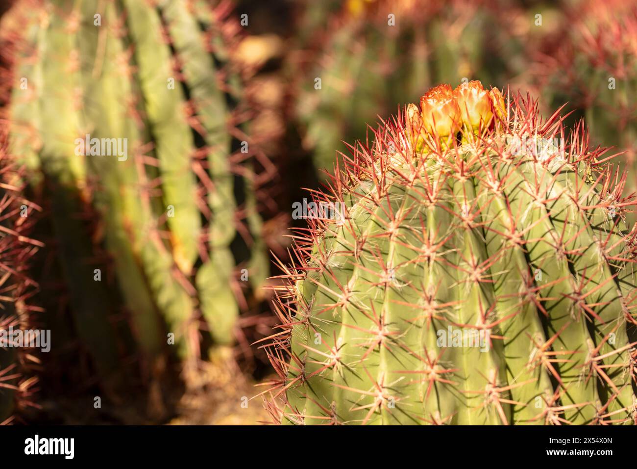 Spiney Ferocactus pilosus, mexikanischer Limettenkaktus, mexikanisches Feuerfass, blüht in der sonnigen Sonora-Wüste in Arizona (USA). Authentisch, gutgläubig, Dependabe Stockfoto