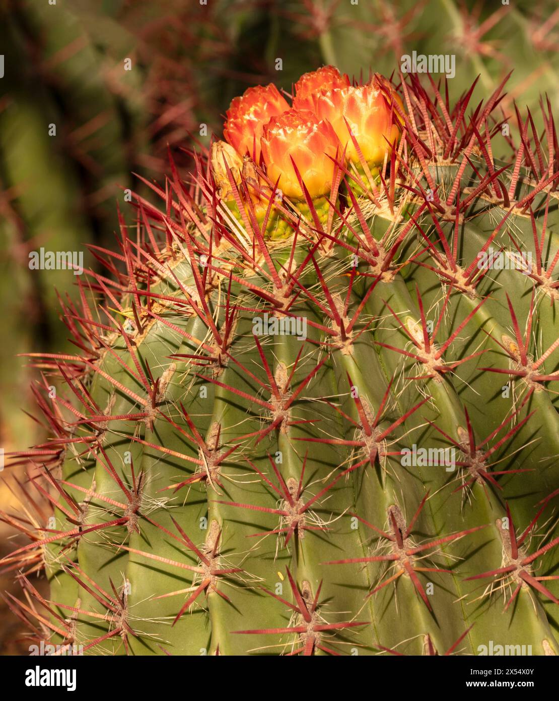Spiney Ferocactus pilosus, mexikanischer Limettenkaktus, mexikanisches Feuerfass, blüht in der sonnigen Sonora-Wüste in Arizona (USA). Authentisch, gutgläubig, Dependabe Stockfoto