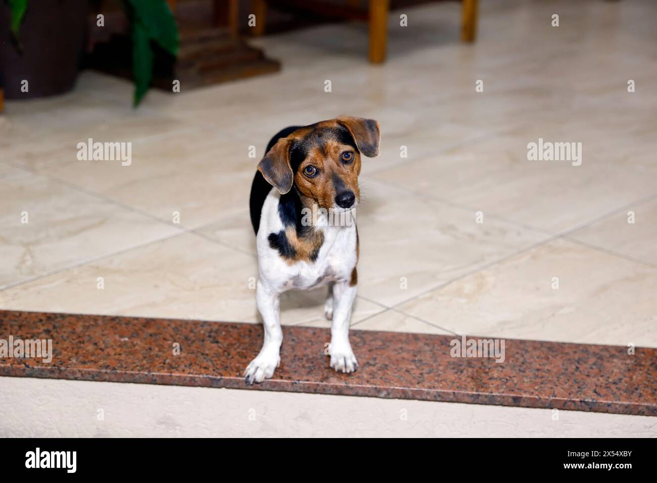 Kleiner Dackelhund in gelber, weißer und schwarzer Farbe und gemischter Rasse, der den Betrachter aufmerksam ansieht Stockfoto