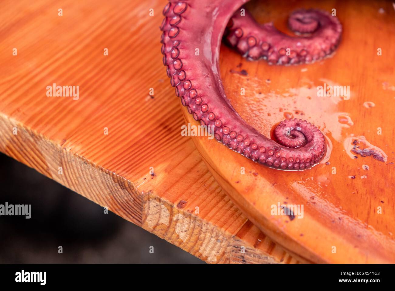 Detail eines gekochten Oktopustentakels. Pulpo a feira. Galicien, Spanien. Stockfoto