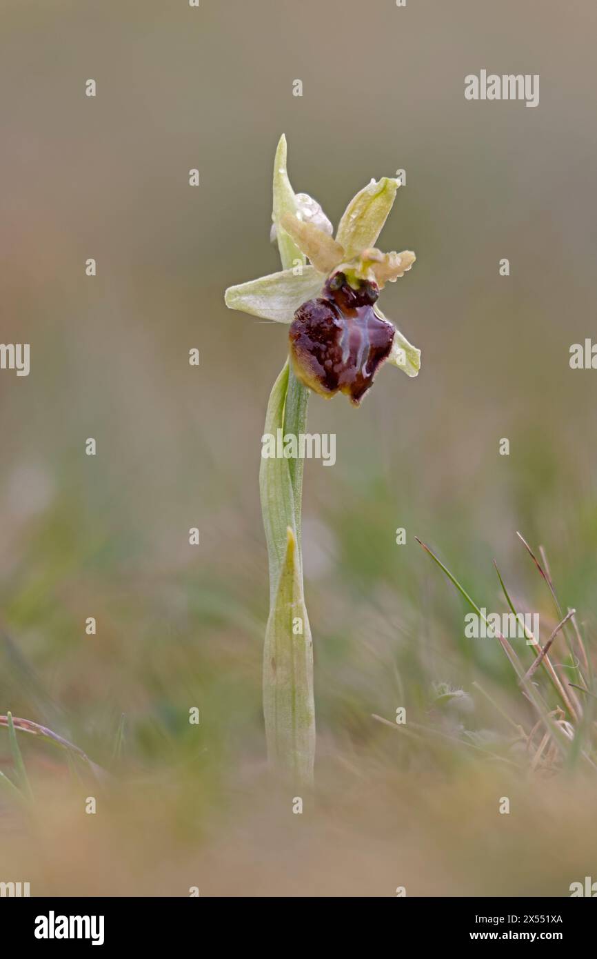 Frühe SpinnenOrchideen im Durlston Country Park Dorset UK Stockfoto