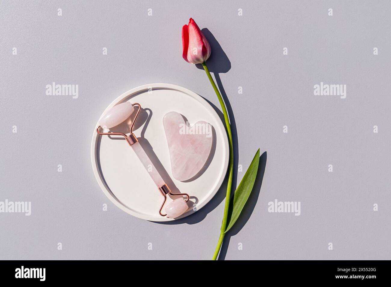 Draufsicht auf rosafarbenes Quarzmassagegerät und Gua Sha auf weißem runden Tablett mit zarter Tulpe. Grauer Hintergrund. Ein Kopierbereich. Pflege- und Schönheitskonzept Stockfoto