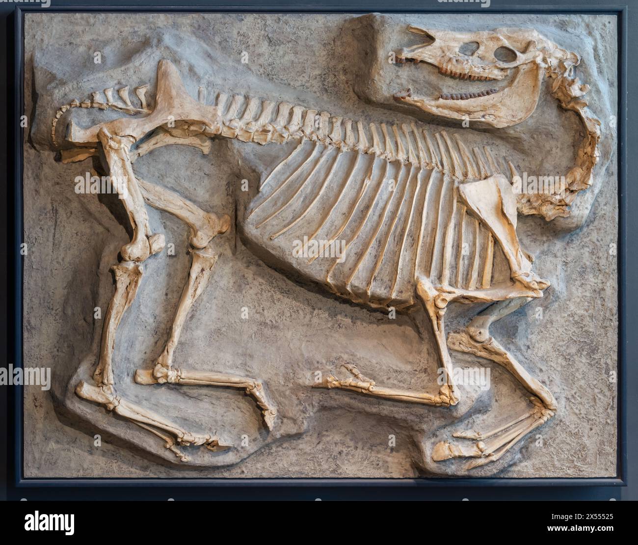 Hippotherium primigenium Fossil, Bodensee-Naturmuseum, Konstanz, Deutschland Stockfoto