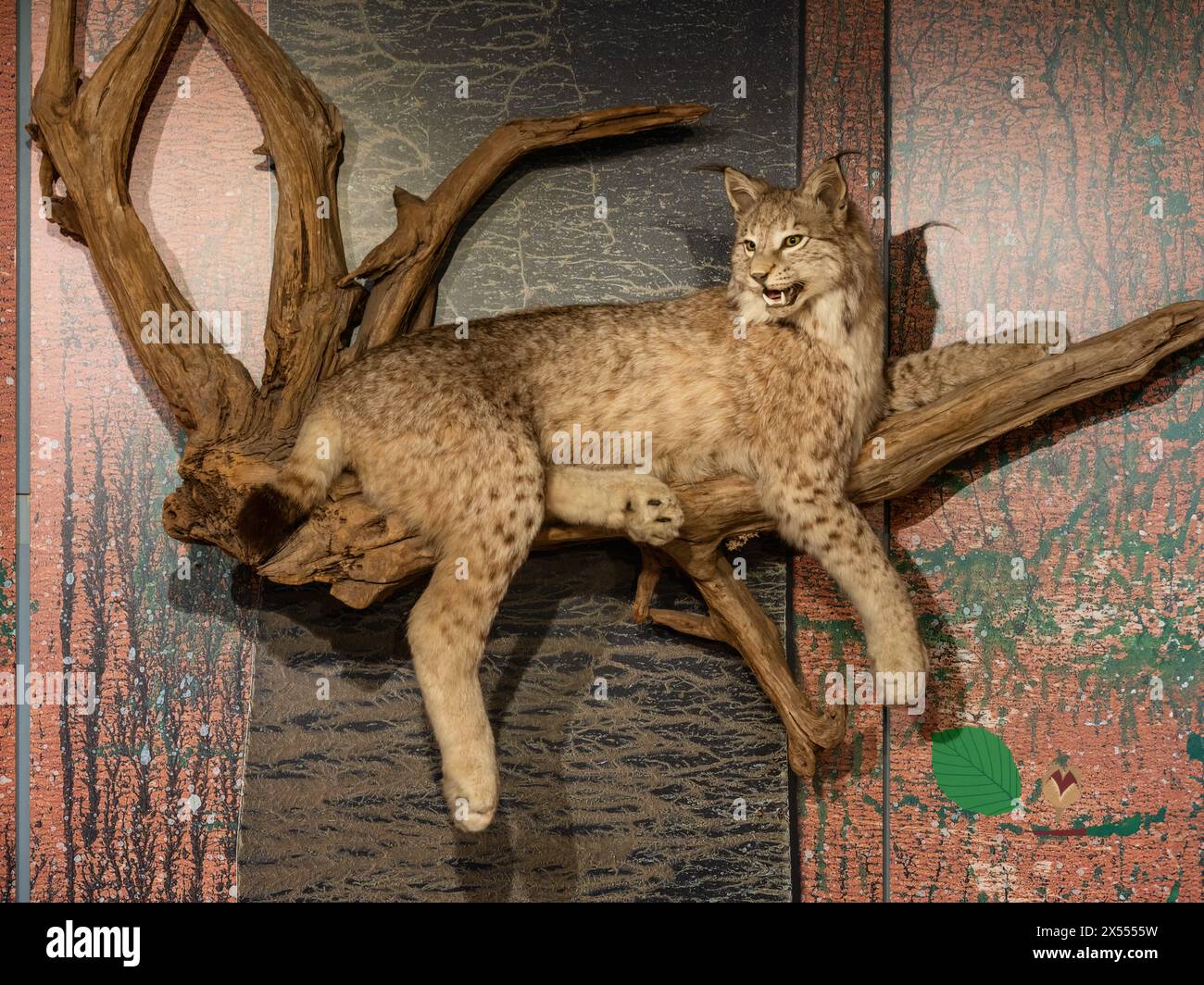 Eurasischer Luchs, Bodensee-Naturmuseum, Konstanz, Deutschland Stockfoto