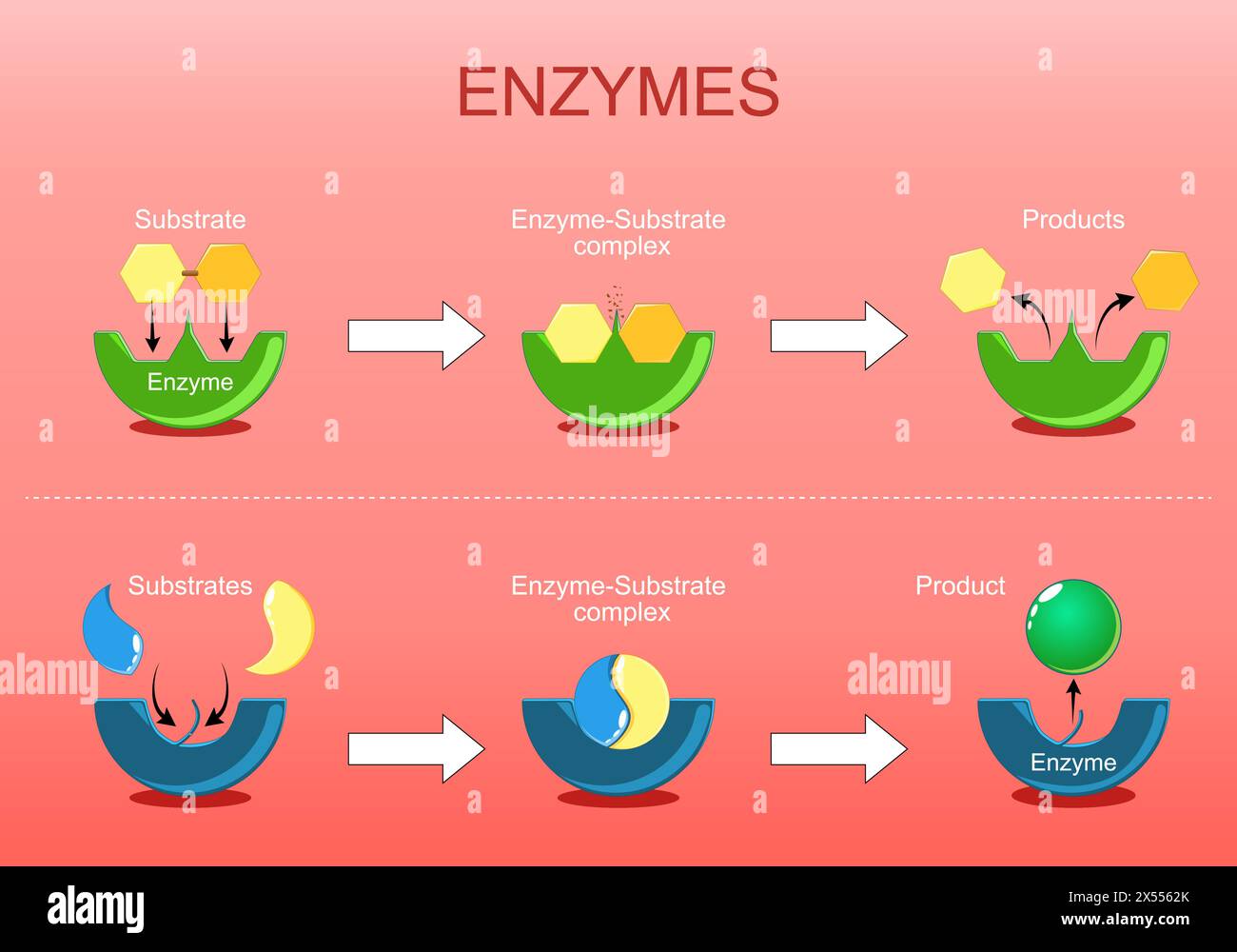 Enzymfunktion. Proteine, die als biologische Katalysatoren wirken, indem sie chemische Reaktionen wie Synthese oder Abbau beschleunigen. Isometrischer Flachvektor Abb. Stock Vektor