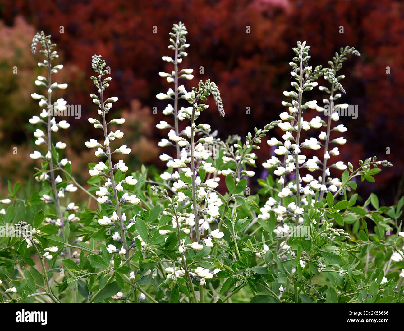 Gartenpflanze Mit Weissen Bluten