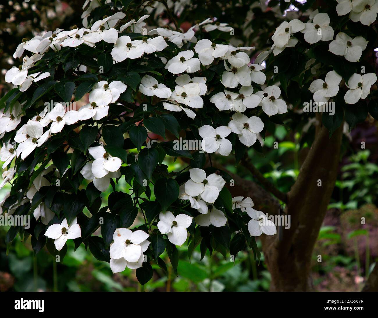 Nahaufnahme der cremegespülten rosafarbenen Blätter der Gartenpflanze Cornus kousa var. Chinensis wisley Queen. Stockfoto