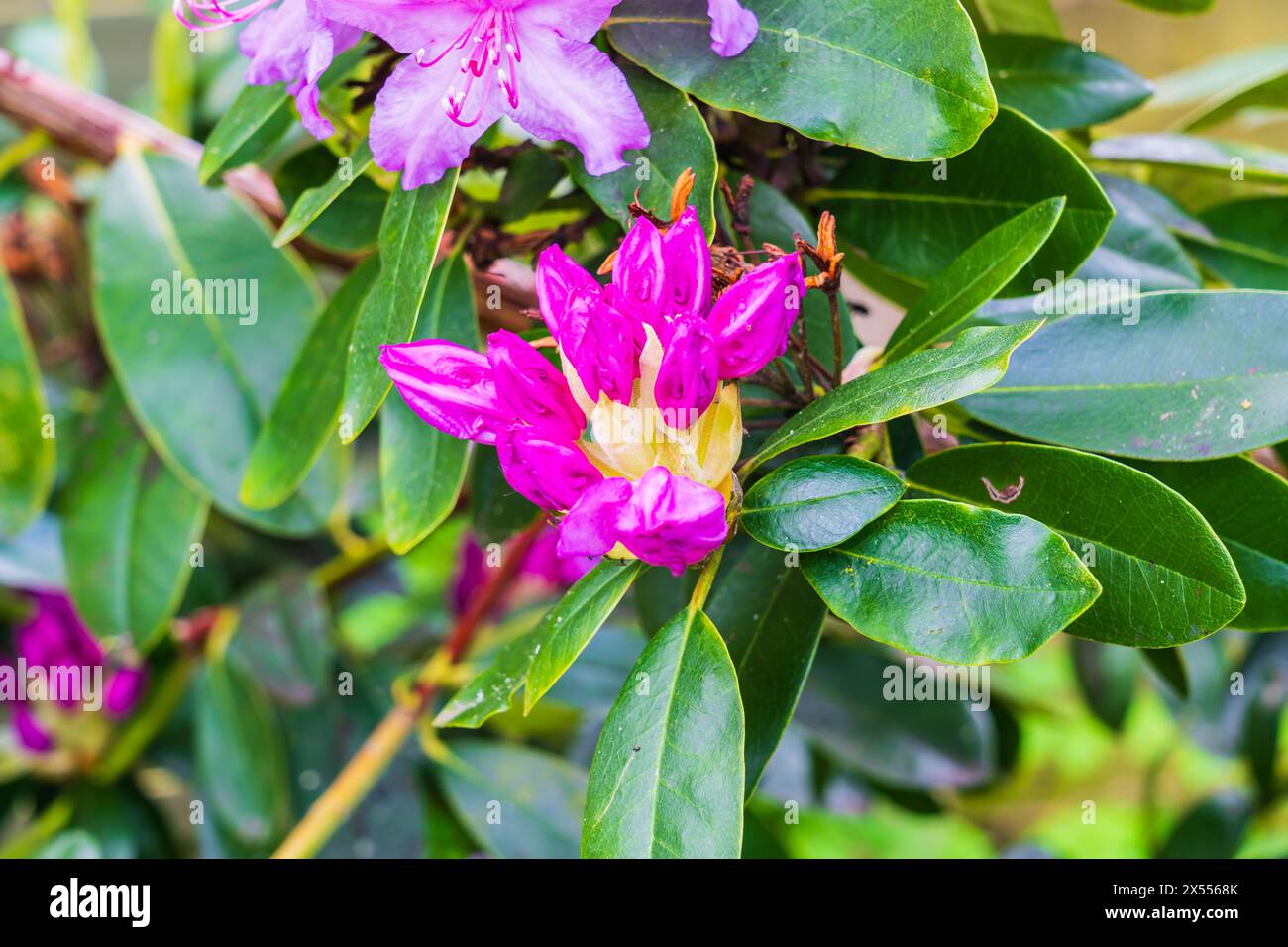 Rhododendron (Ericaceae) mit einer wunderschönen rosa Blume Stockfoto