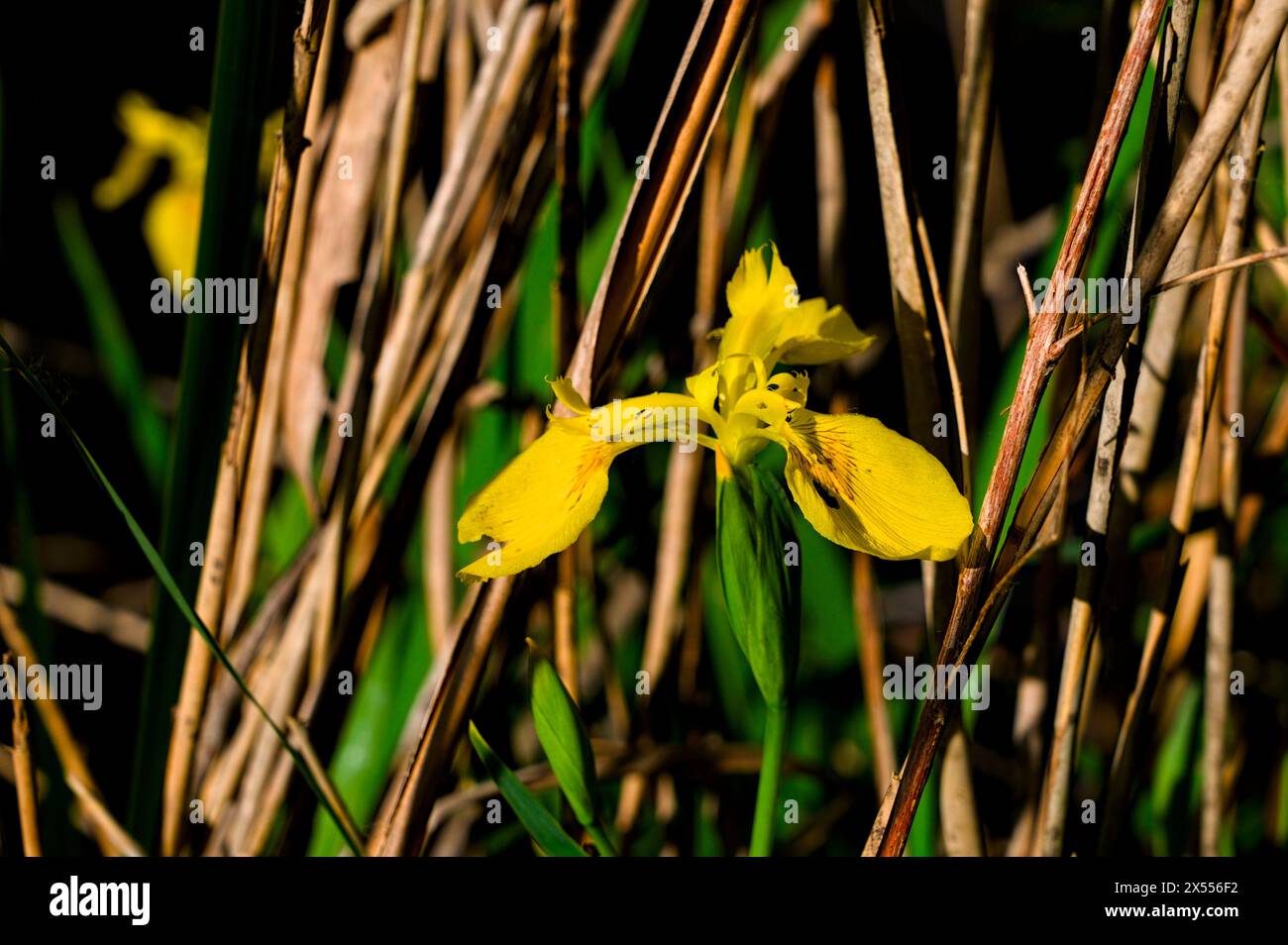 Wilde Orchideen in der Oase Punte Alberete (Italien, WWF) Stockfoto
