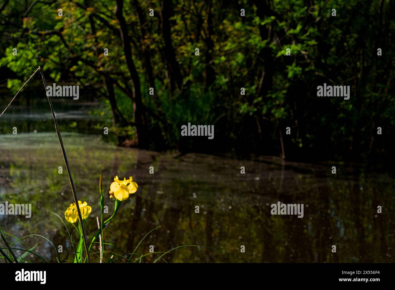 Wilde Orchideen in der Oase Punte Alberete (Italien, WWF) Stockfoto