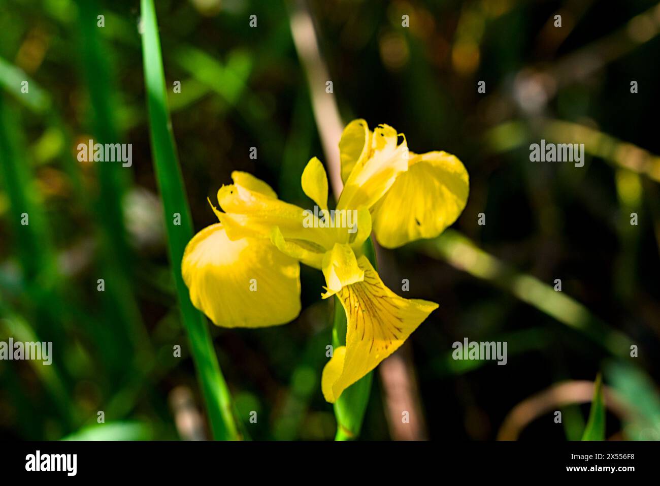 Wilde Orchideen in der Oase Punte Alberete (Italien, WWF) Stockfoto