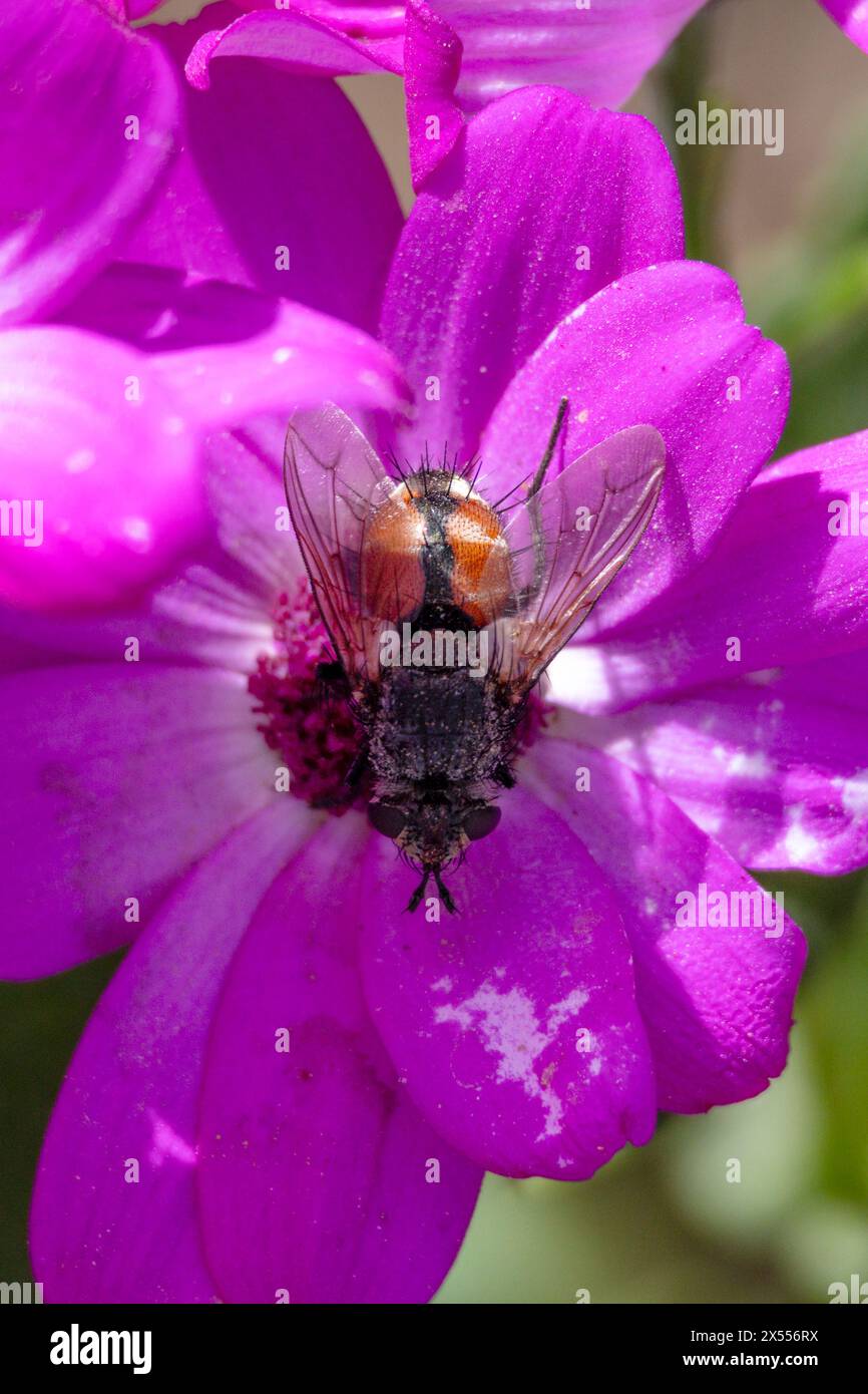 Peleteria rubescens, Parasitenfliegen Stockfoto