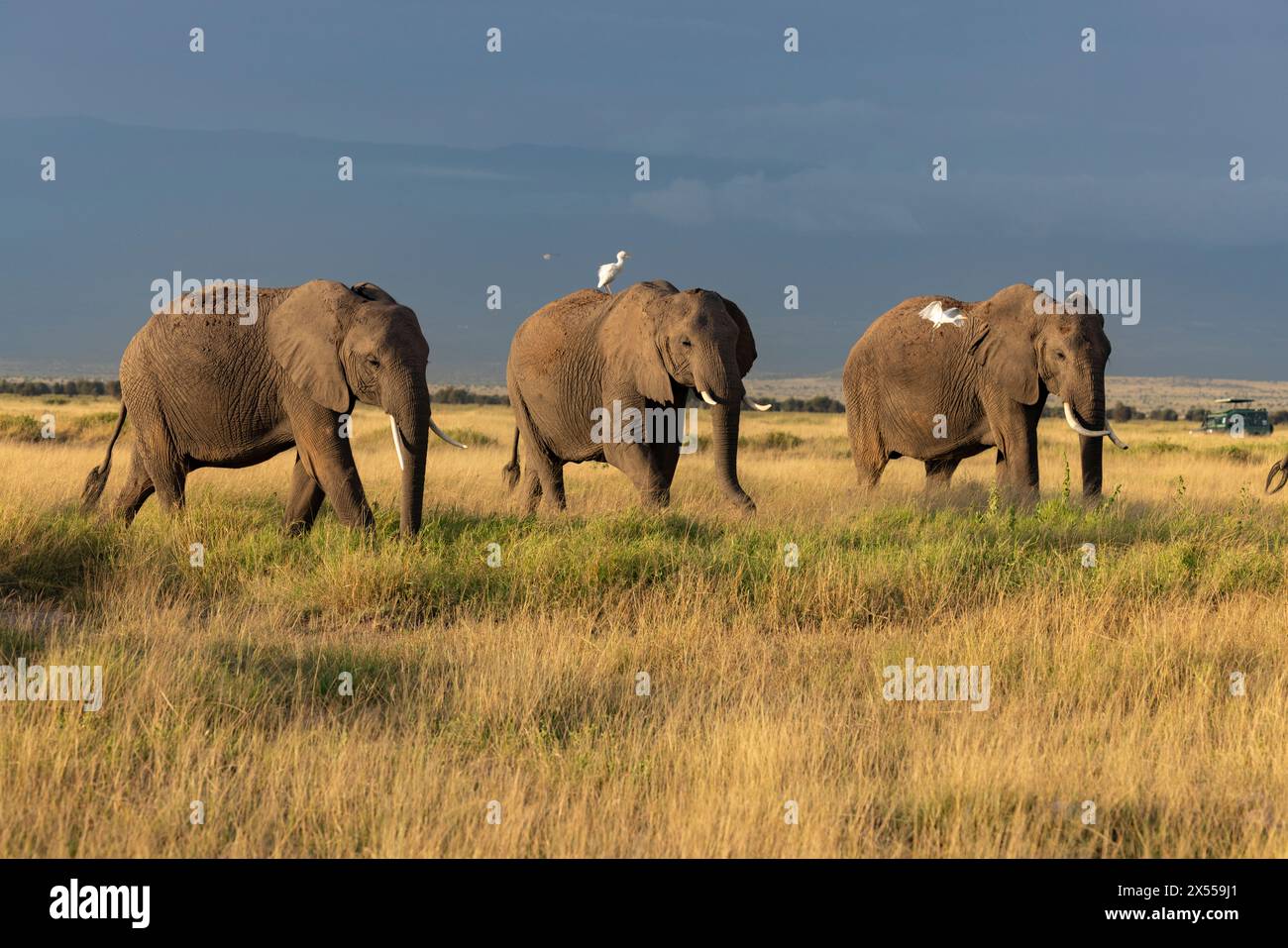 Elefantenherde mit Vögeln im Amboseli-Nationalpark im Kajiado County, Kenia, Ostafrika. Stockfoto