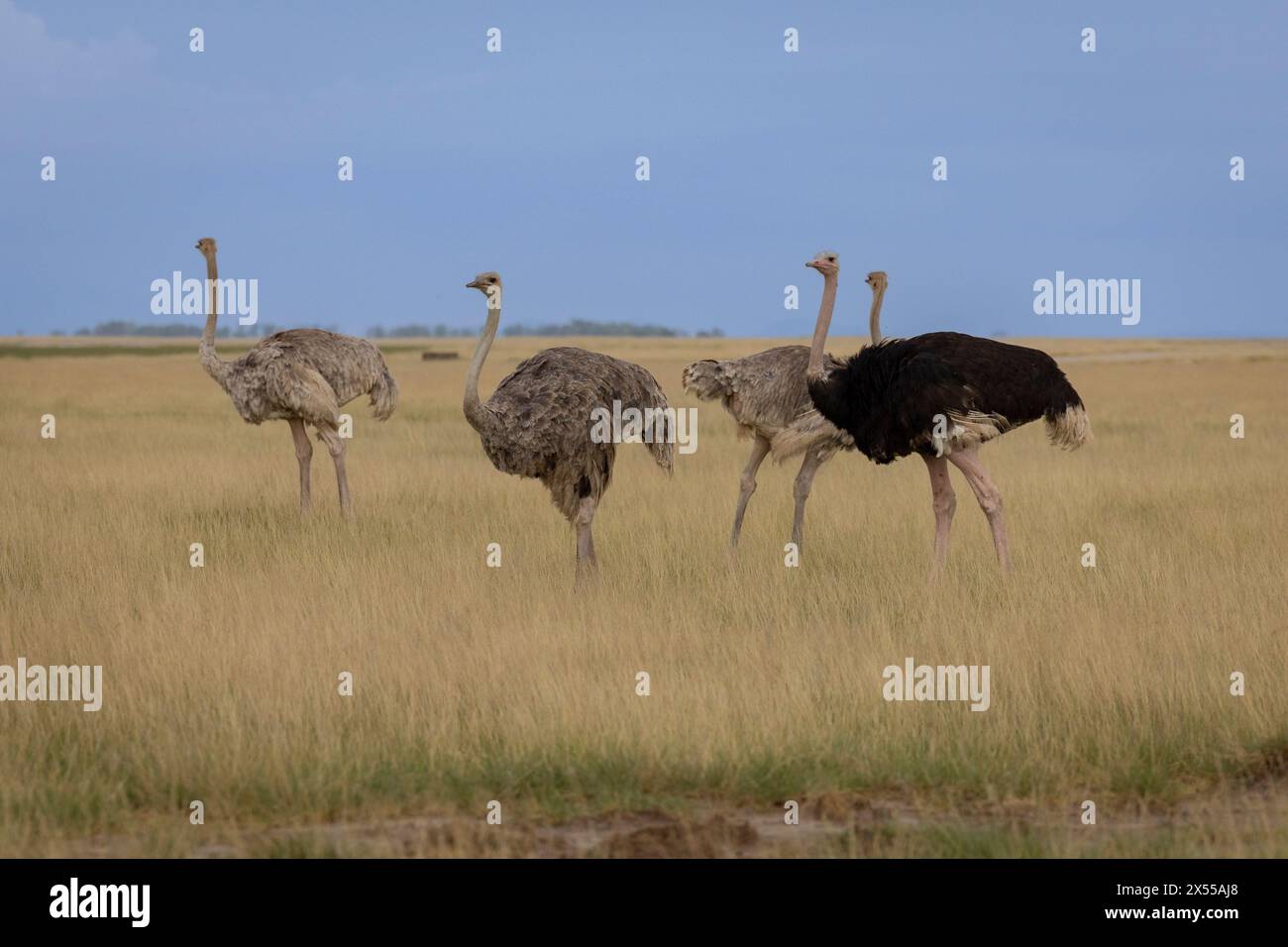 Gruppe von Straußen im Amboseli Nationalpark im Kajiado County, Kenia, Ostafrika. Stockfoto