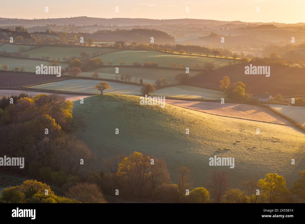 Sonnenlicht am frühen Morgen auf der sanften Landschaft im Frühling, Devon, England. Frühjahr (April) 2024. Stockfoto