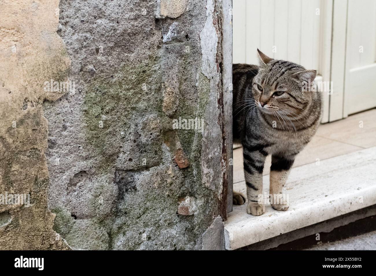 Eine Felidae, fleischfressende Katze mit Schnurrbart befindet sich neben einer Steinmauer in einer Tür Stockfoto