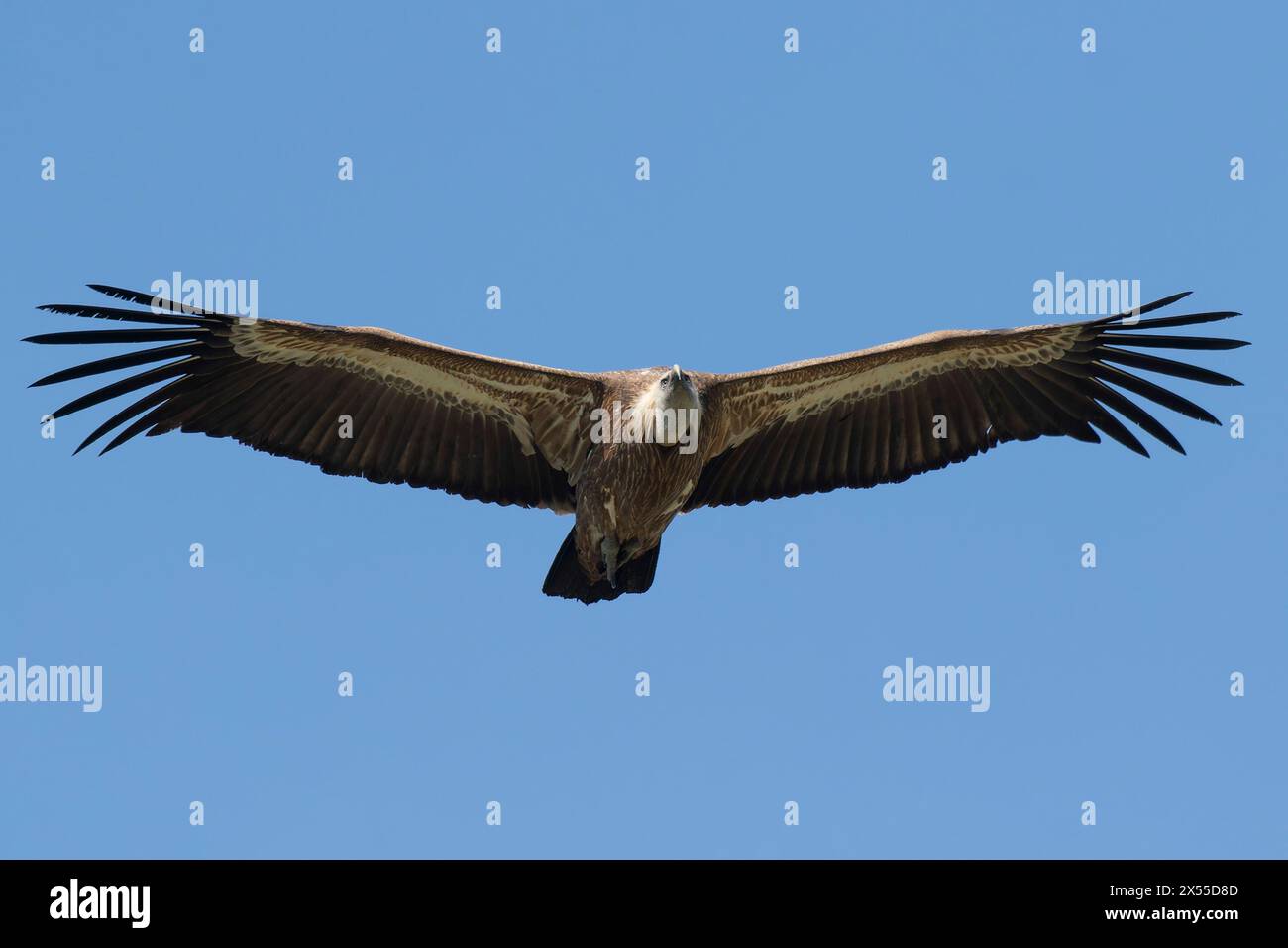 Gänsegeier. Großer Bergrapper, der die Berge von toten, verfallenen Tieren reinigt. Stockfoto