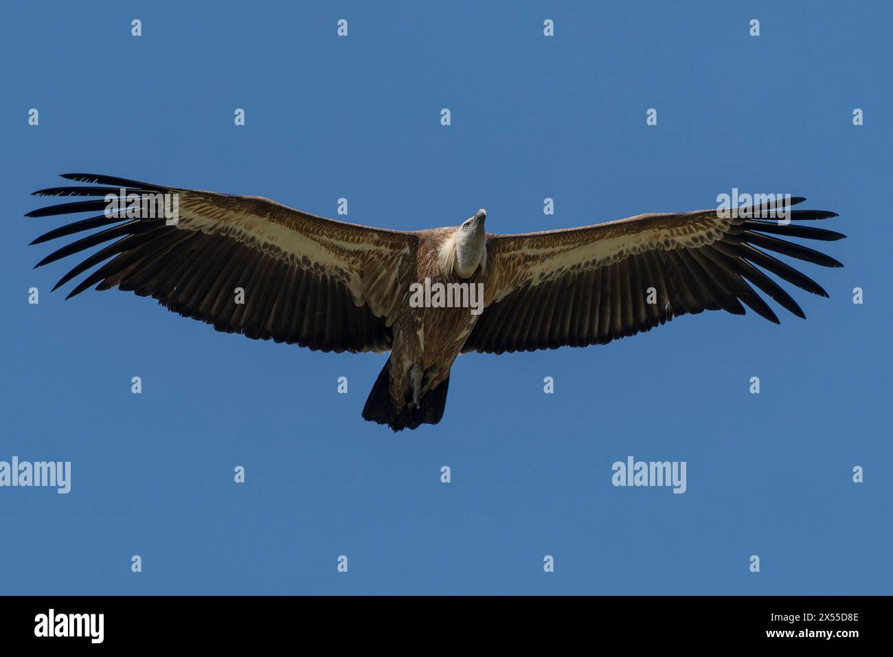 Gänsegeier. Großer Bergrapper, der die Berge von toten, verfallenen Tieren reinigt. Stockfoto