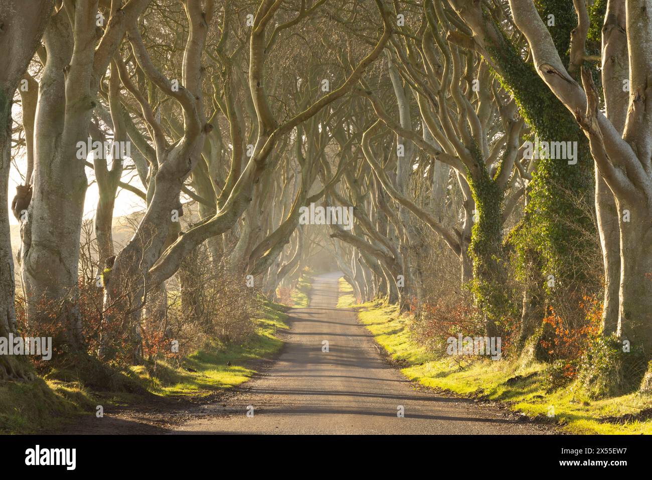 Die berühmte Allee mit Buchen, The Dark Hedges, in der Nähe von Stranocum, County Antrim, Nordirland. Frühjahr (März) 2024. Stockfoto