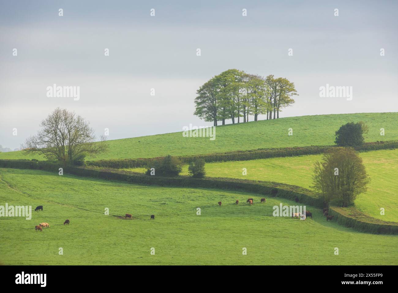 Buchenklumpen auf Hügeln in sanfter Landschaft, Devon, England. Frühjahr (Mai) 2024. Stockfoto