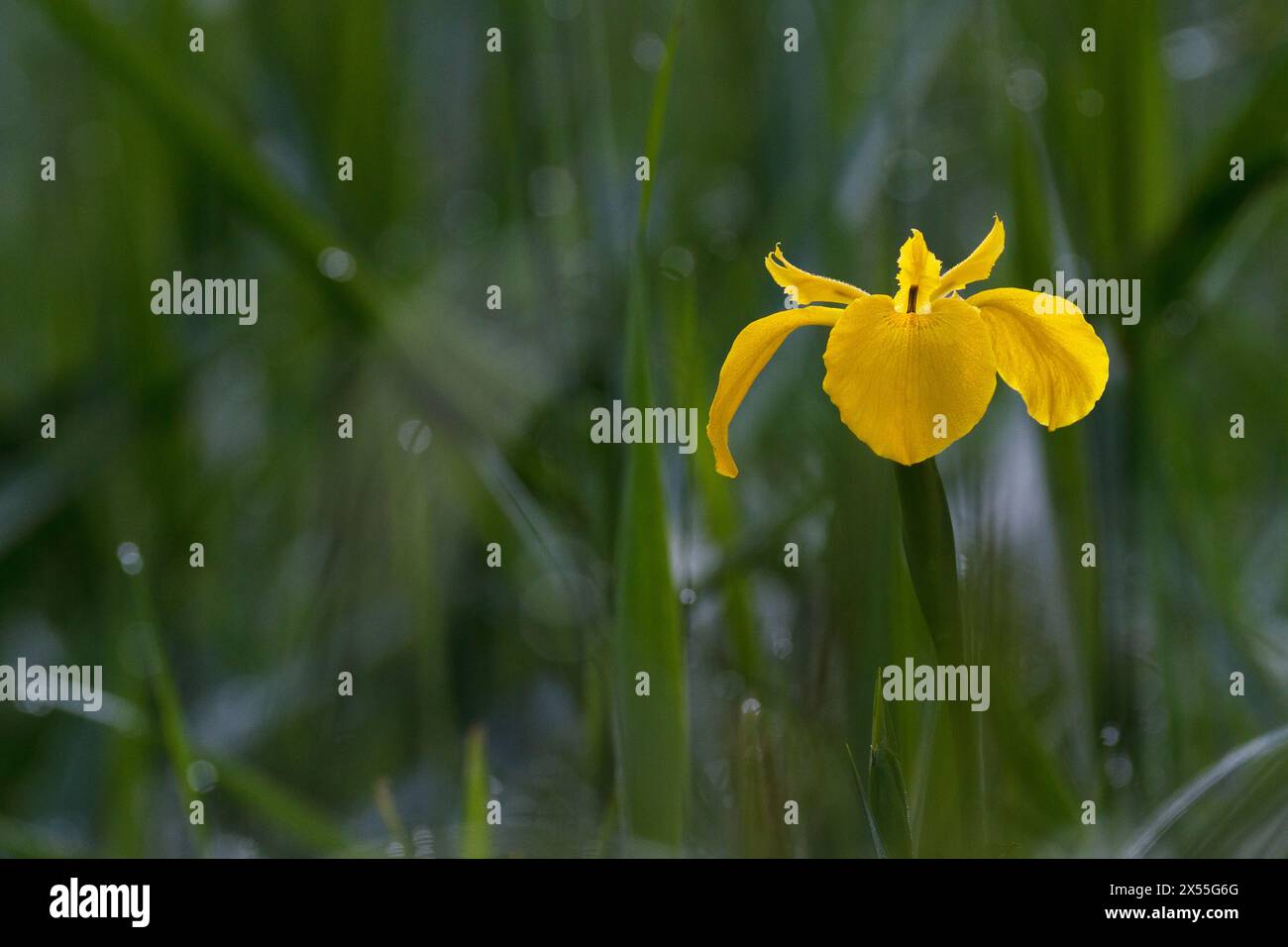 Iris pseudacorus oder gelbe Iris, gelbe Flagge in einem Park in Kanagawa, Japan. Stockfoto