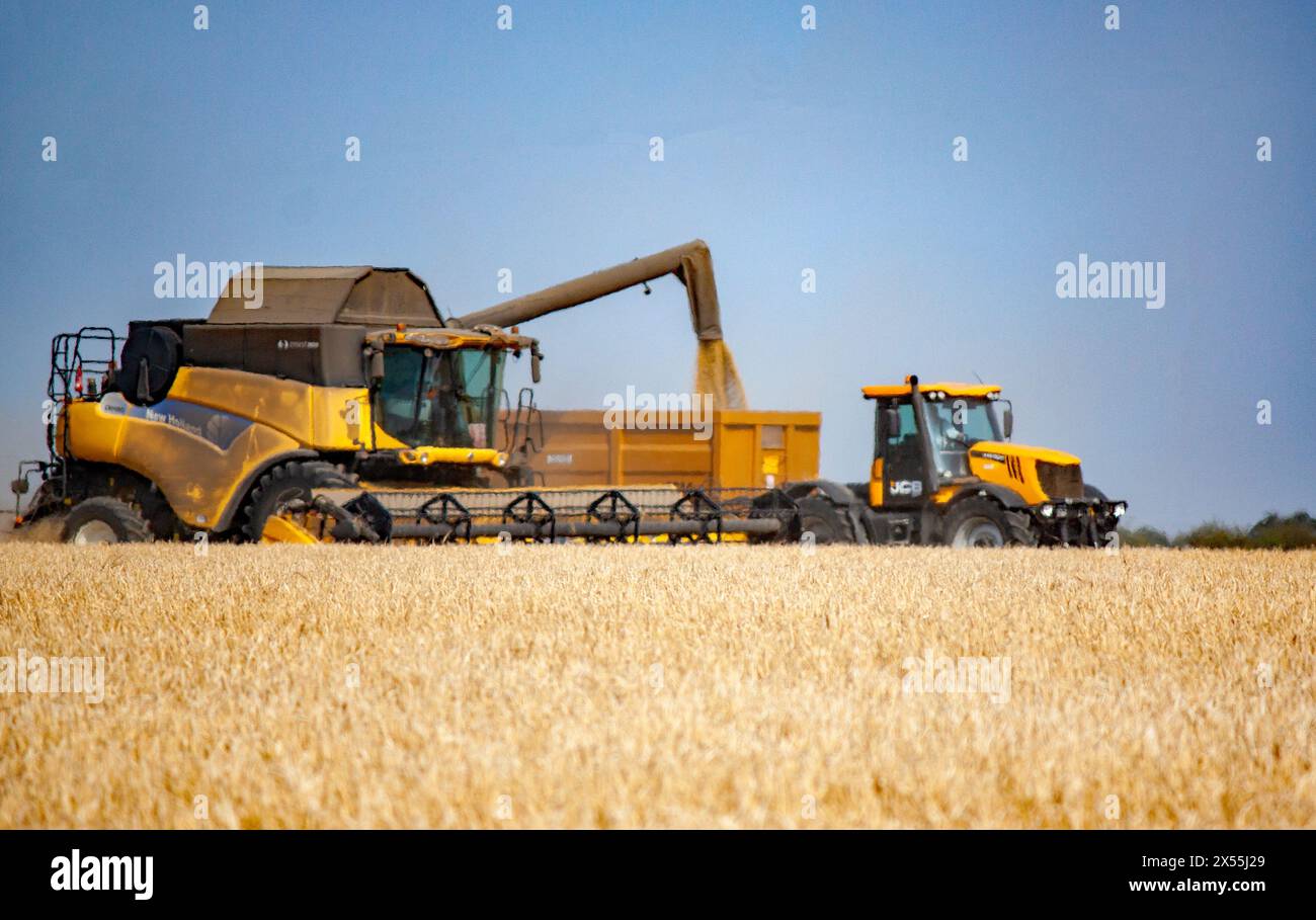 Erntekorn in der Nähe von Lowestoft, Suffolk, Großbritannien Stockfoto