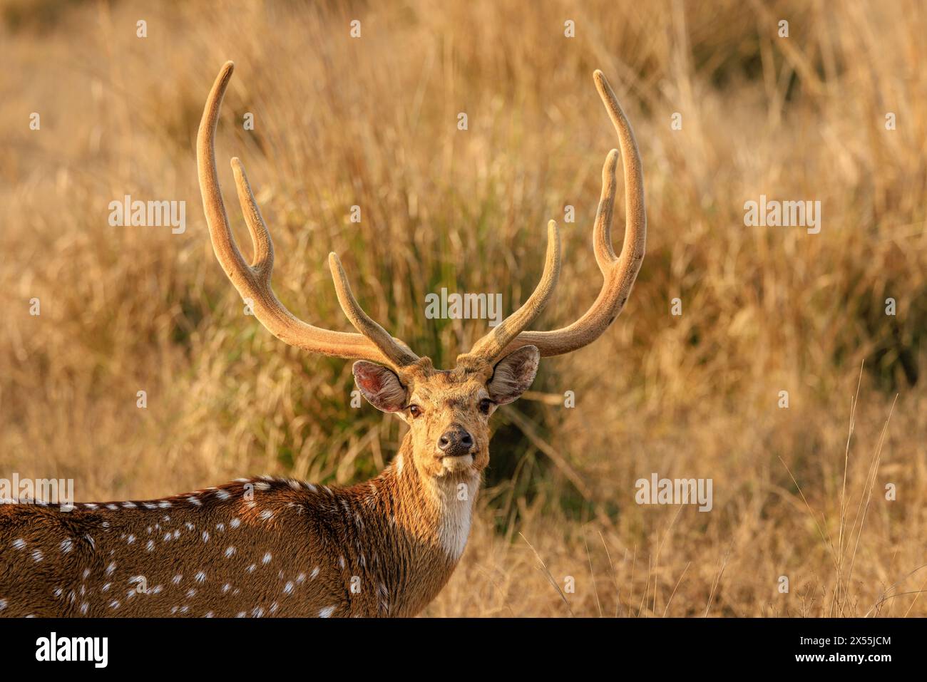 Ausgewachsene männliche Chital-Hirsche oder gefleckte Hirschköpfe und große Geweihe sehen sich vor dem Hintergrund von langem Gras im kanha-Nationalpark indien gegenüber Stockfoto