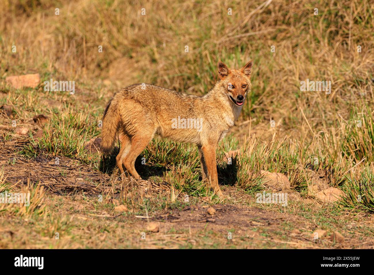 goldener Schakal im Seitenprofil mit buschigem Schwanz, volle Sicht mit den Ohren, die im offenen Grasbereich im kanha-Nationalpark indien gestochen sind Stockfoto