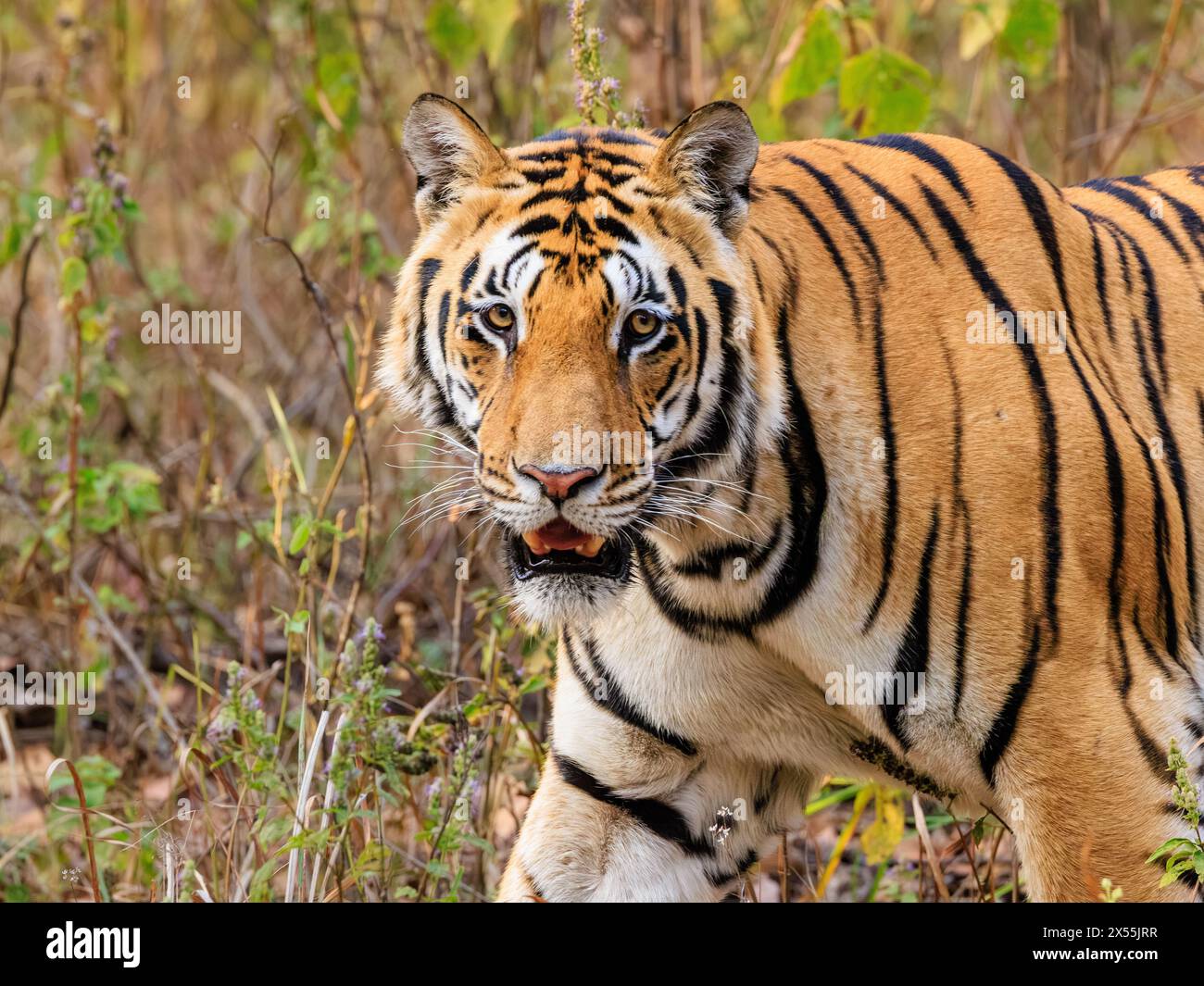 tiger auf dem Streifzug im Dschungel schaut zur Seite, um mit gestochenen Ohren und entblößten Zähnen ins Gesicht zu blicken Stockfoto