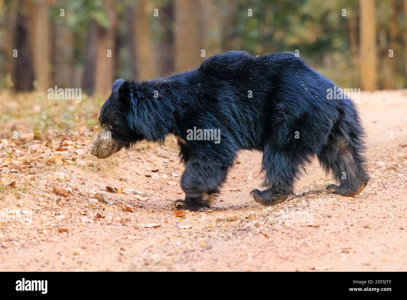 Ausgewachsener männlicher Faulbär mit schwarzem zotteligem Fell in voller Seitenansicht schlendert über einen felsigen Pfad im kanha-Nationalpark in indien Stockfoto