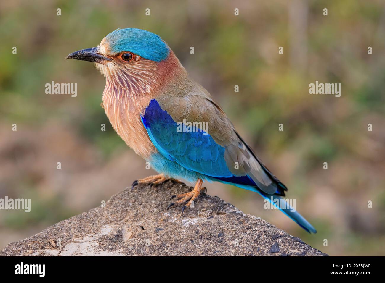 Blick von oben auf den farbenfrohen blauen Vogel der indischen Roller, der auf einem Felsen im kanha-Nationalpark in indien steht Stockfoto