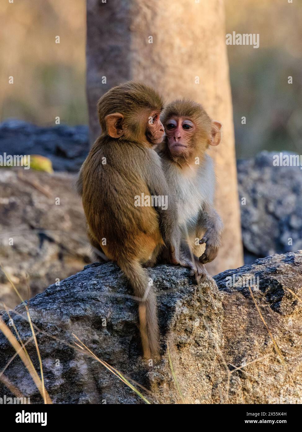 Zwei kleine Rhesusaffen, die auf dem Dschungelboden hocken, beobachten und lernen, während sie spielen Stockfoto