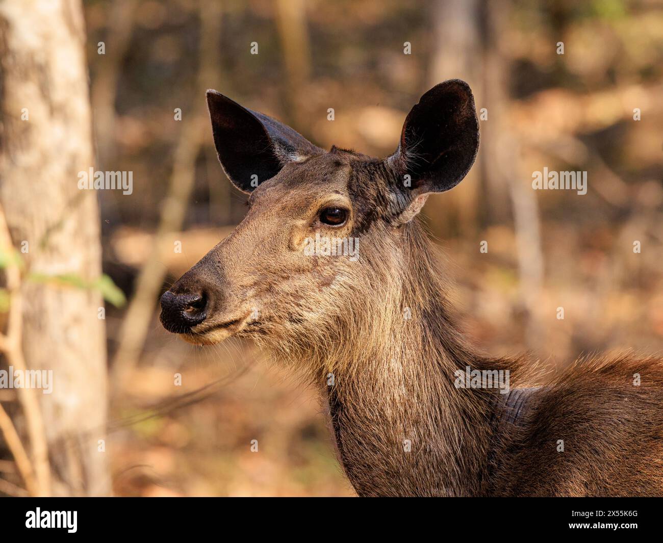 Seitenprofil adulter weiblicher Sambarhirsche Kopf und Hals im Pench-Nationalpark indien Stockfoto