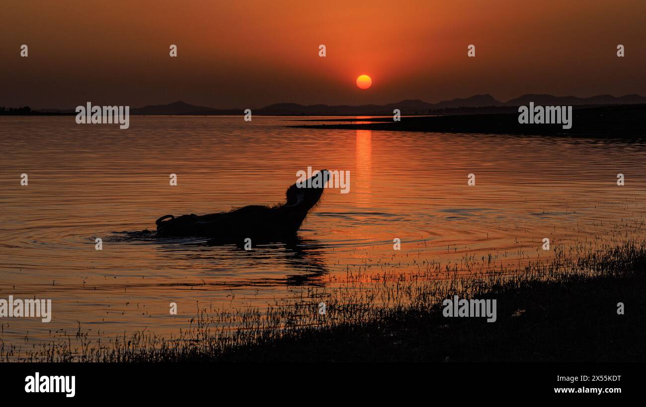 Eine Kuh im Seitenprofil erhebt ihren Kopf zur untergehenden Sonne mit einem orangefarbenen Himmel im stillen Wasser des Tawa-Flusses im Satpura-Nationalpark indien Stockfoto