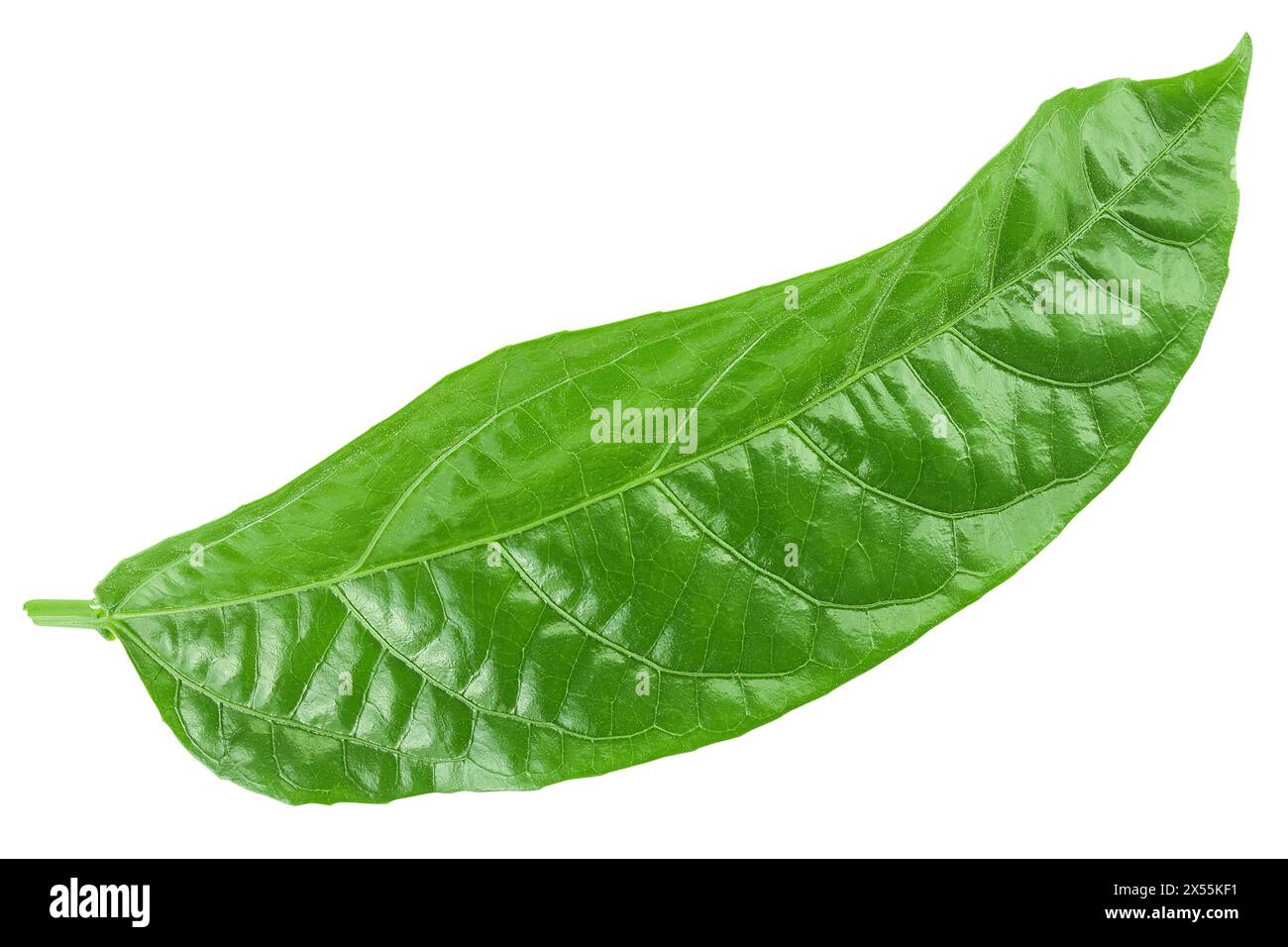 Blatt der Passionsfrucht oder Maracuja isoliert auf weißem Hintergrund. Draufsicht. Flache Lagen Stockfoto