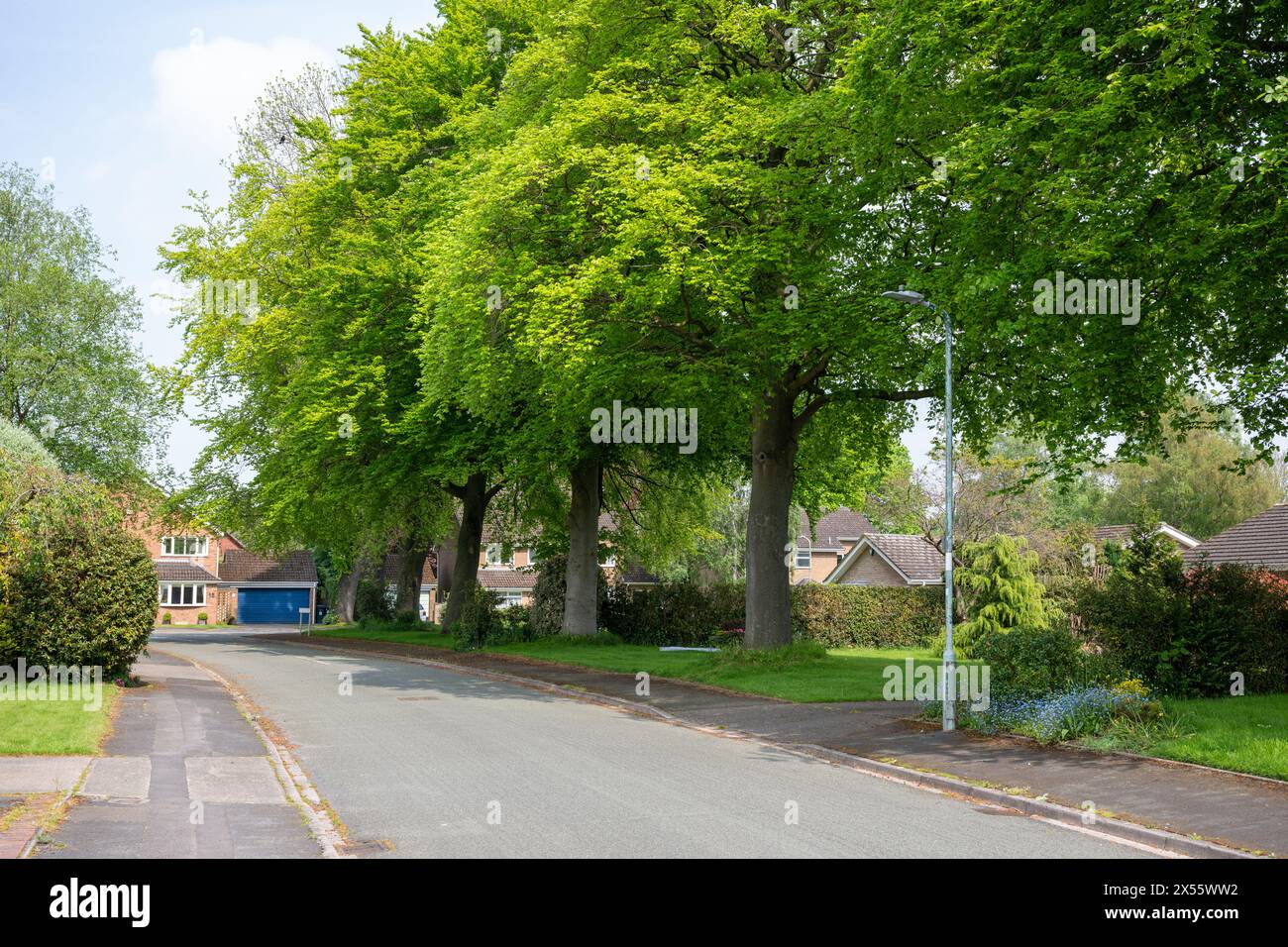 Städtisches Grün in einer etablierten Wohnsiedlung mit Grasrändern und Reifen und jungen Bäumen im Blatt zu Beginn des Frühlings. Stockfoto