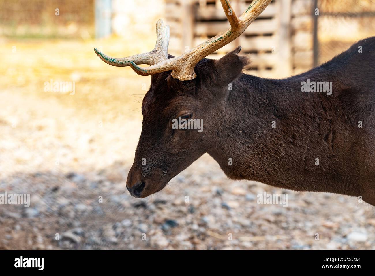 Hirsch mit gebrochenem Horn im Zoo. Stockfoto