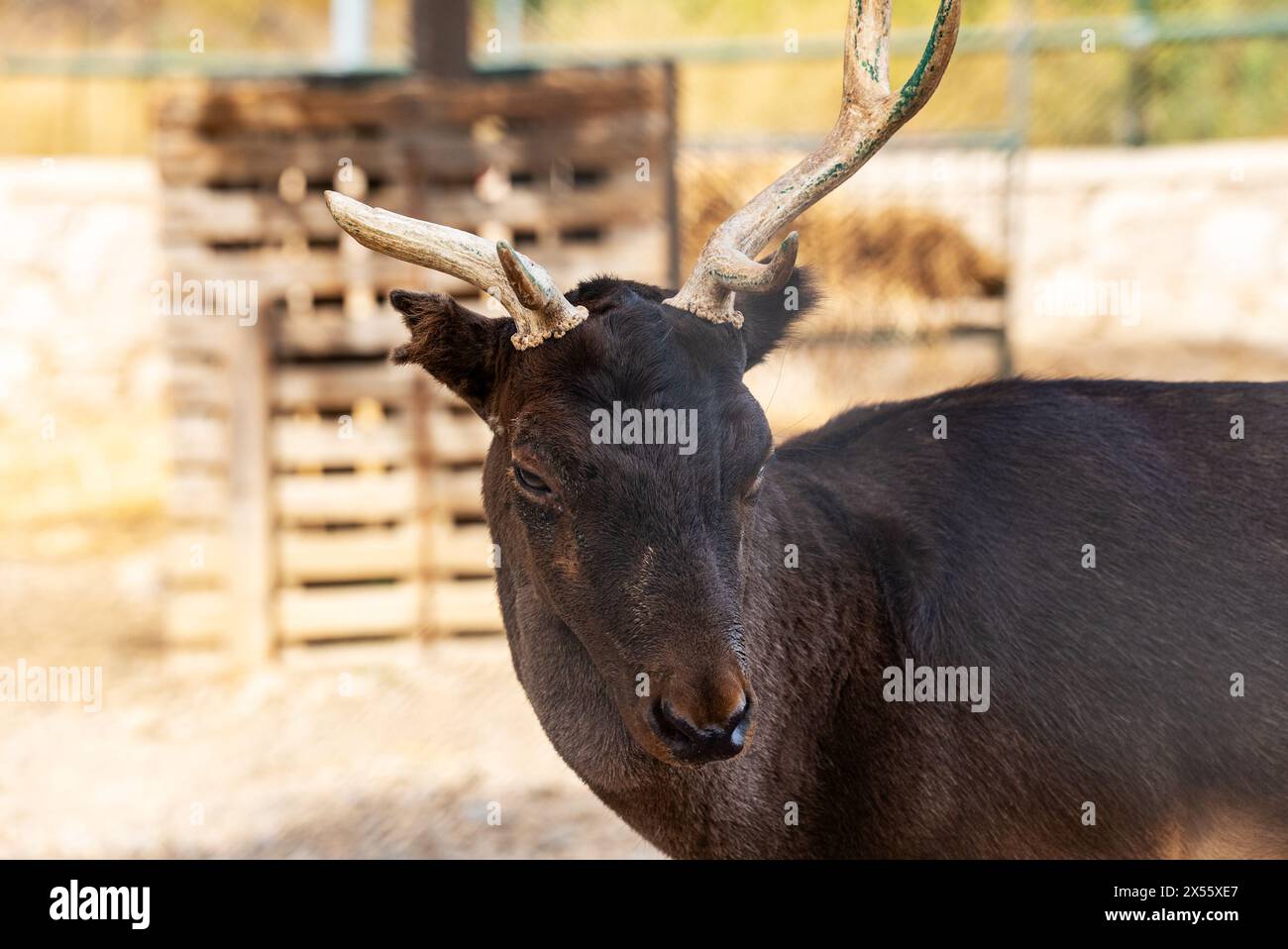 Hirsch mit gebrochenem Horn im Zoo. Stockfoto
