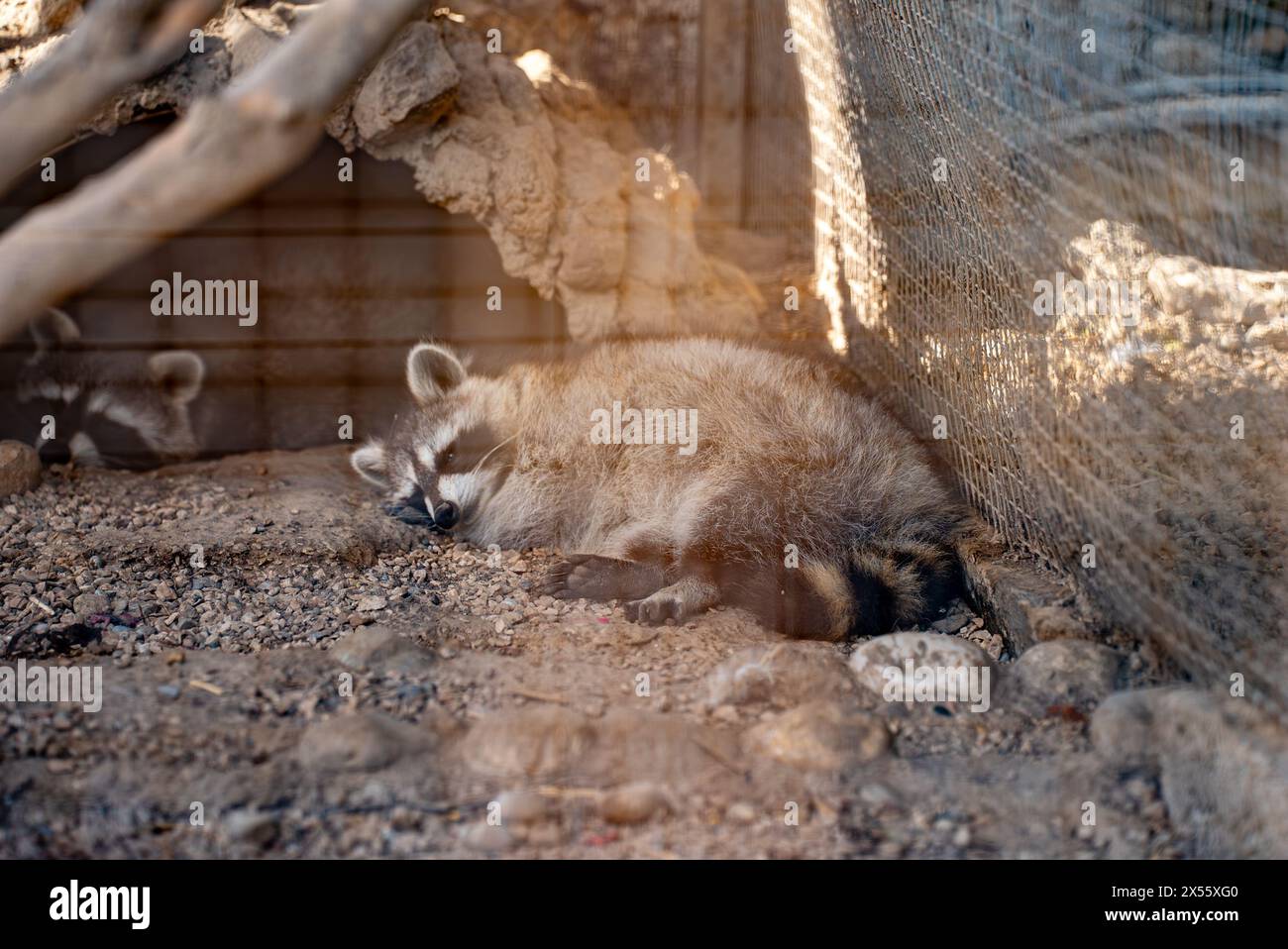 Trauriger Waschbär in einem Käfig im Zoo. Stockfoto