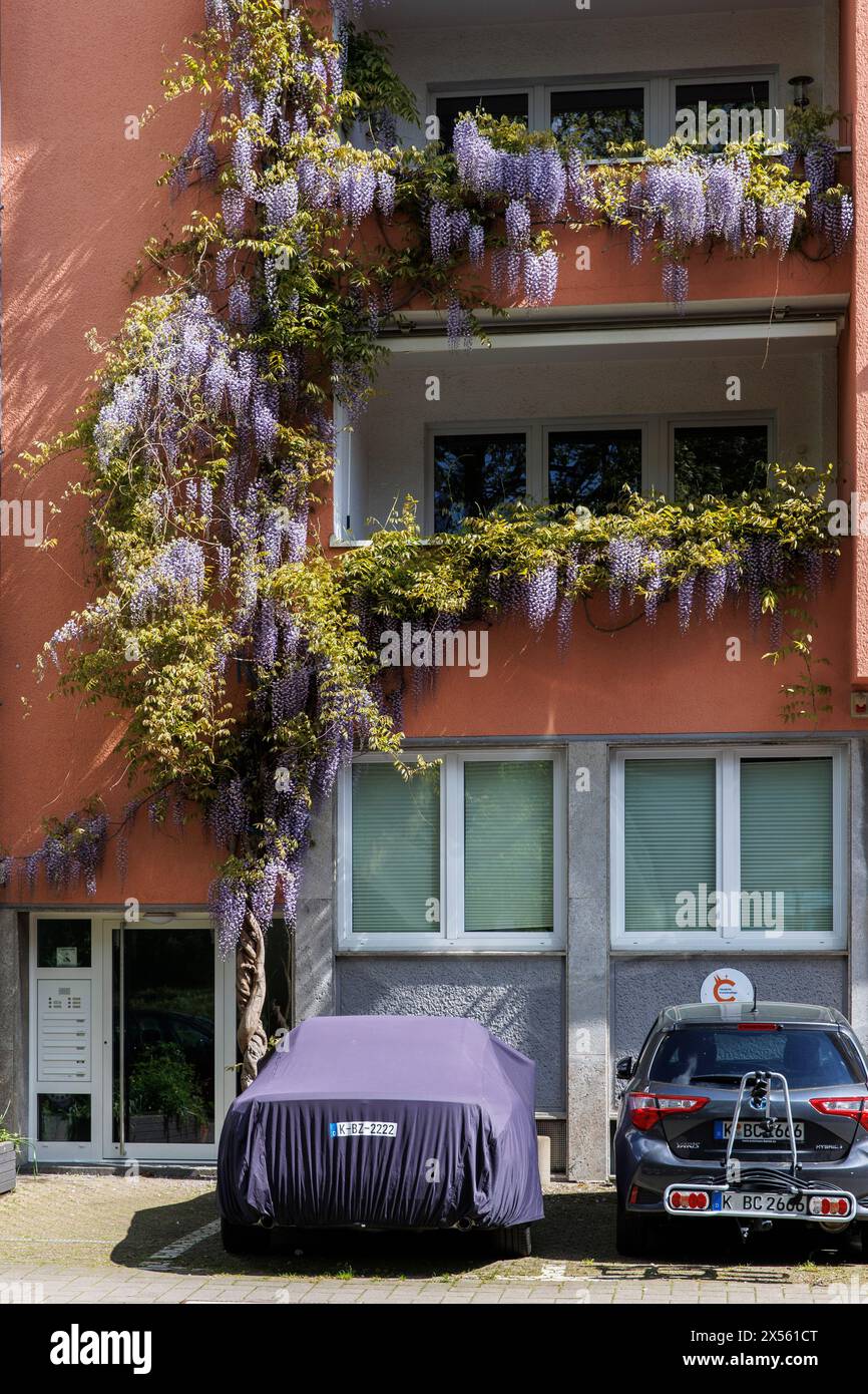 Blühende Glyzinien (lat. Wisteria) an einer Fassade in der Vogteistraße, Autoabdeckung in passender Farbe, Köln, Deutschland. Bluehende Glyzinie (lat. Wisteria) und e Stockfoto