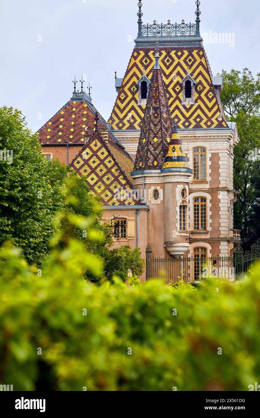 Pinot noir Weinberge, Chateau Pierre Andre Corton, Pommard, Côte de Beaune, Côte d'Or, Burgund, Bourgogne, Frankreich, Europa Stockfoto