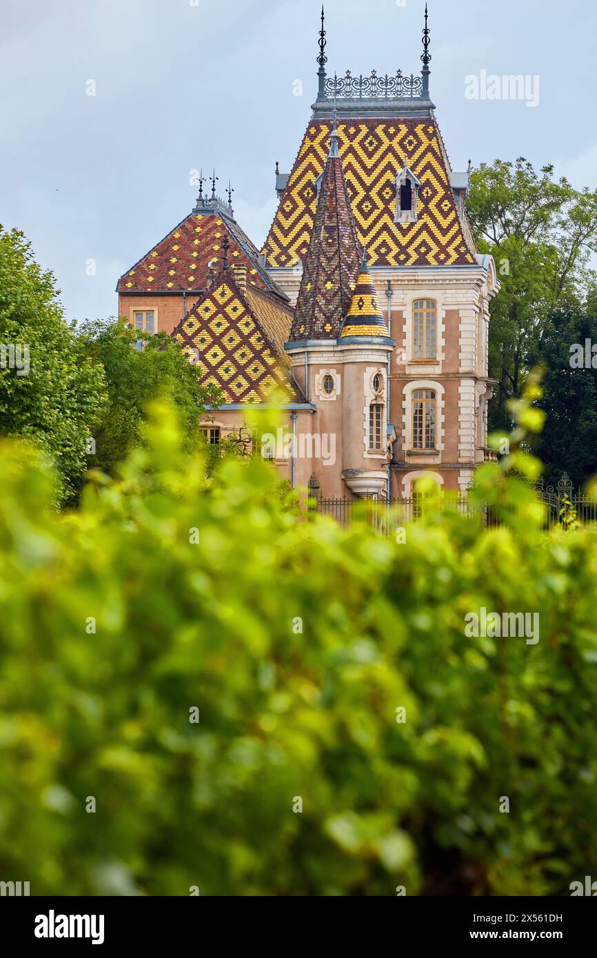 Pinot noir Weinberge, Chateau Pierre Andre Corton, Pommard, Côte de Beaune, Côte d'Or, Burgund, Bourgogne, Frankreich, Europa Stockfoto