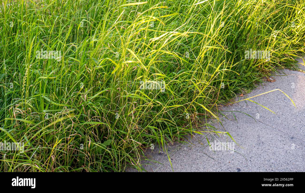 Bewachsenes Gras, das über einen Bürgersteig oder einen Bürgersteig in einer Vorstadt heraussprießt, bewachsener Rasen mit langem Gras und Unkraut, ungepflegtes Gras Stockfoto