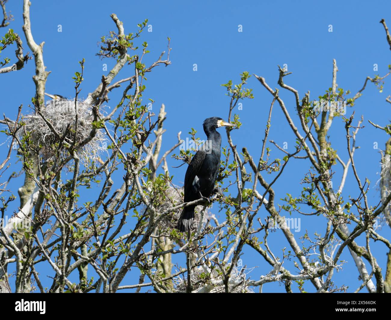 Einzelner Kormoran, der auf einem Ast in der Zuchtkolonie auf Baumgruppen thront. Entscheidend für das Gleichgewicht der Fischerei, die biologische Vielfalt der Küsten und den Vogelschutz. Stockfoto