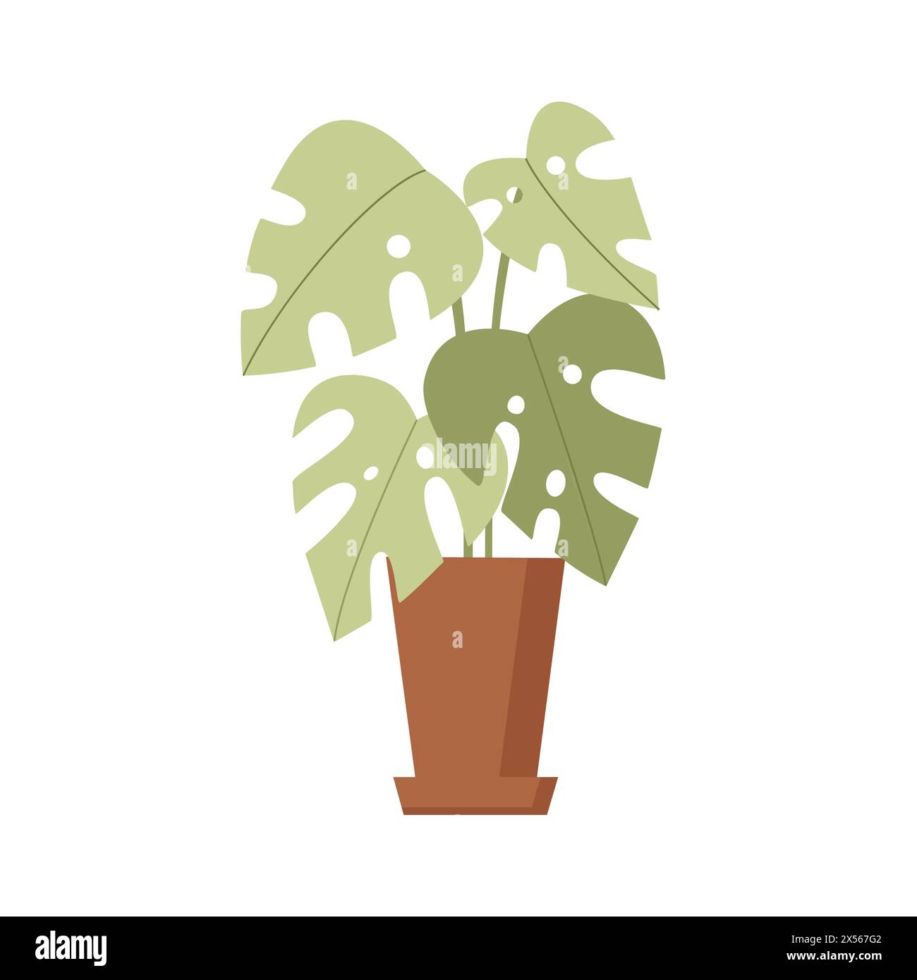 monstera thai constellation seeds RARE VARIGATED MONSTERA THAI CONSTELLATION PLANT – Plantology Lab Trading main image 1