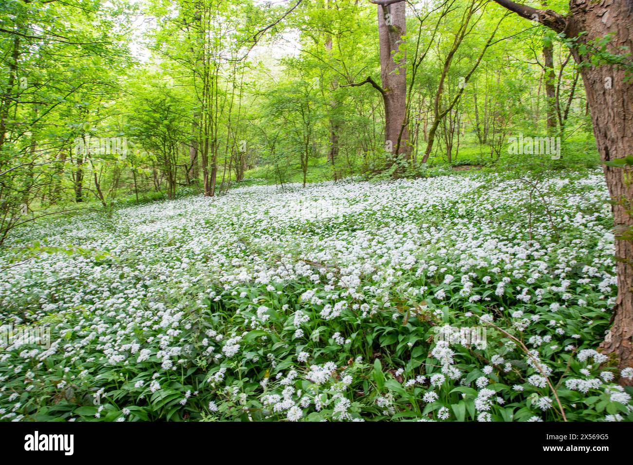 Waldboden mit Ramsons wildem Knoblauch Allium ursinum in der Nähe von Bakewell im English Peak District Derbyshire Stockfoto