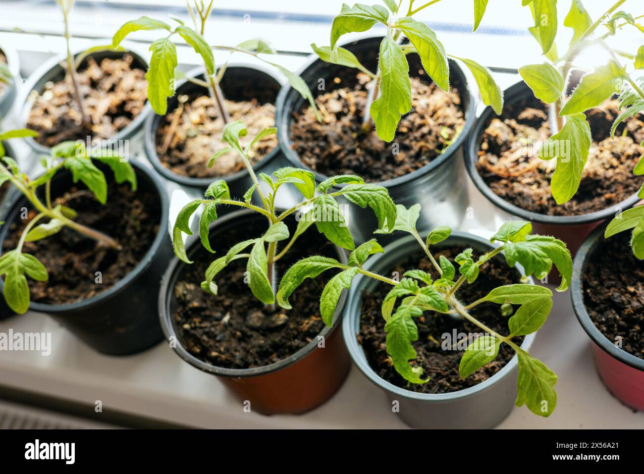 Tomatensämlinge, die in Töpfen auf der Fensterbank wachsen Stockfoto
