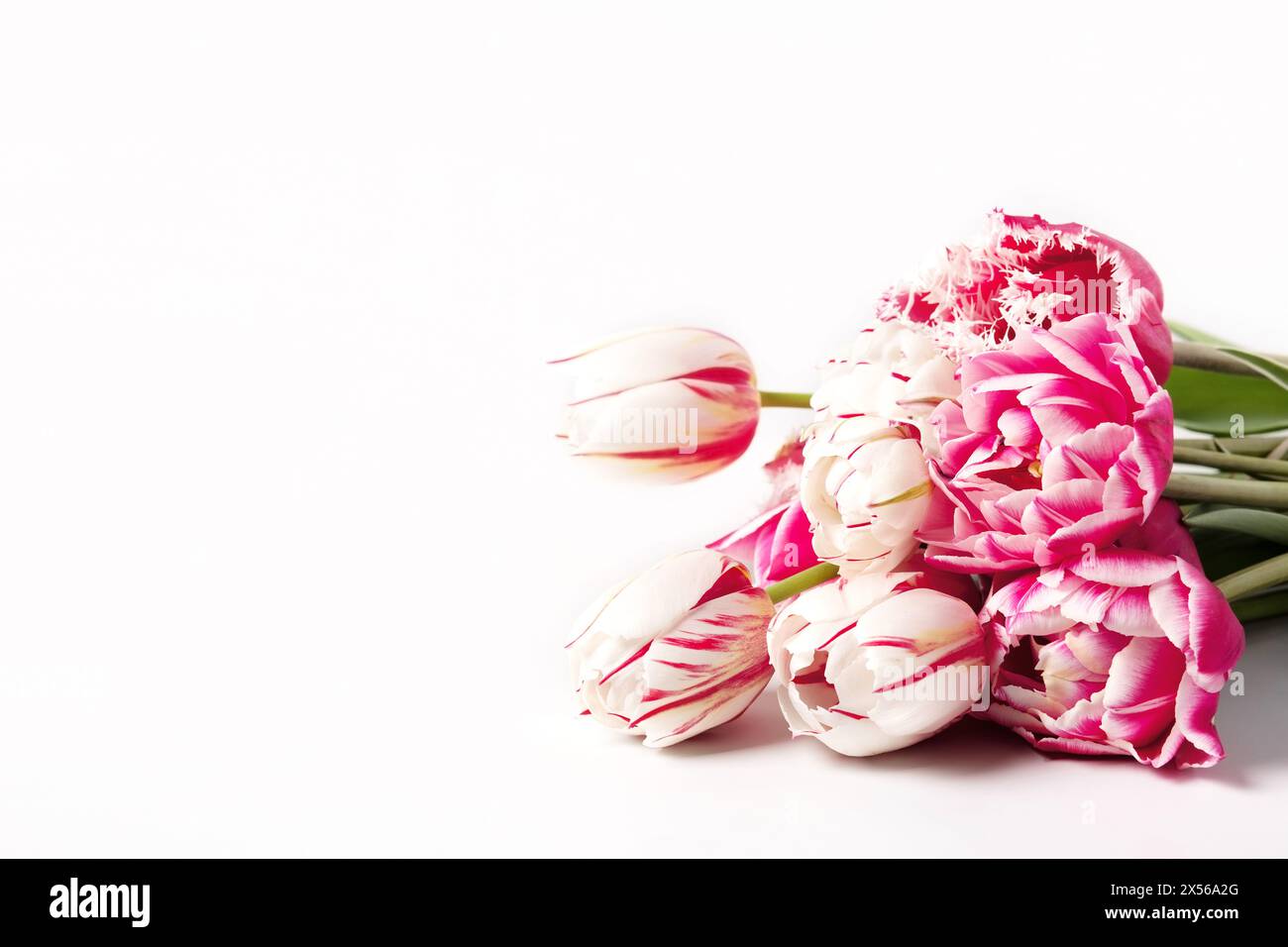 Frühlingskomposition auf grauem Hintergrund von rosa und weißen Tulpen. Grußkarte zum Muttertag, Happy Valentine's Day, 8. März, Happy Birth Stockfoto